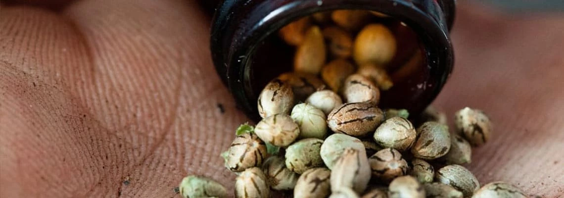 Is it safe to touch cannabis seeds with bare hands?